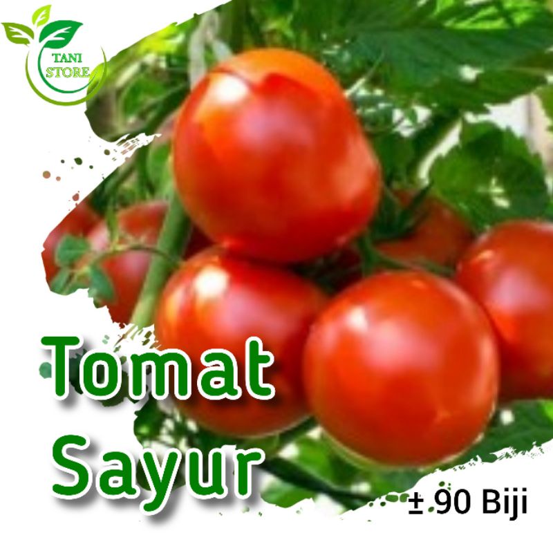 ±90 biji benih tomat sayur merah_bibit tomat