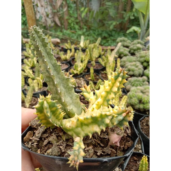 kaktus huernia Varigata/kaktus Pasaman/kaktus murah