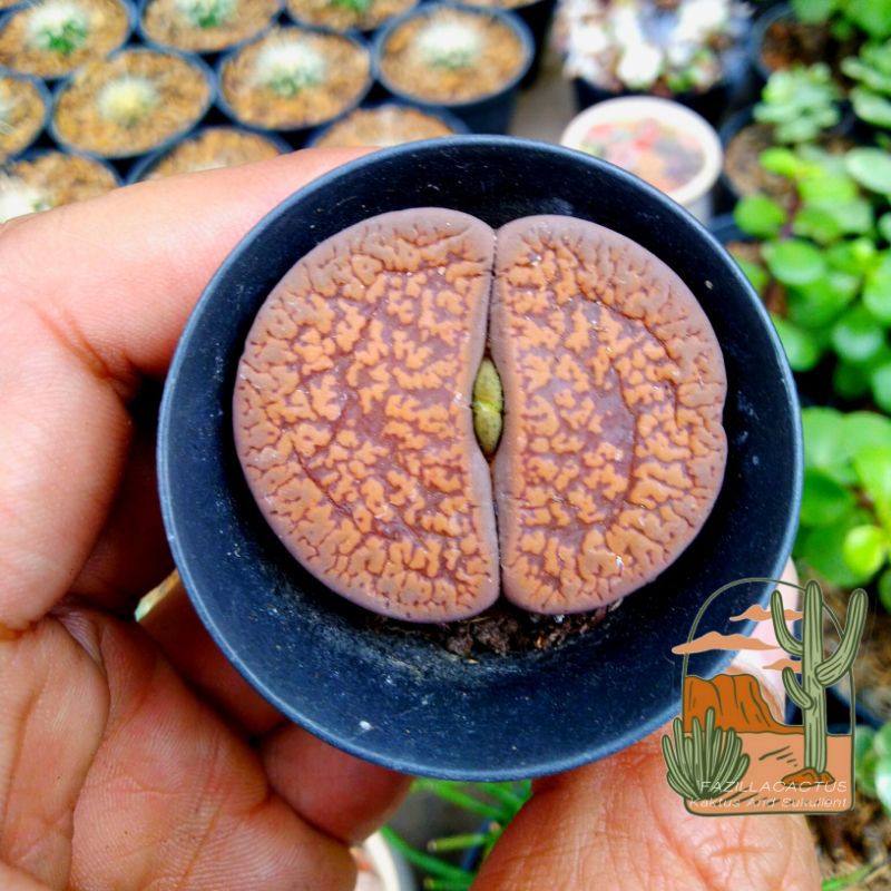 Lithops Living Stone Jumbo uk 4cm up - 4,5cm up  posisi di pot 5cm