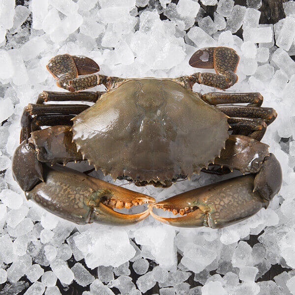 

Kepiting Hidup Bakau Segar dan Kepiting Frozen Pembelian 1/2 kg dan 1 kg