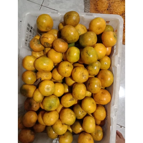 

jeruk medan