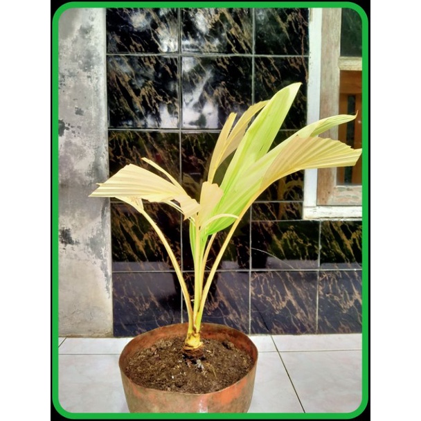 bahan bonsai kelapa albino(varigata) real pic