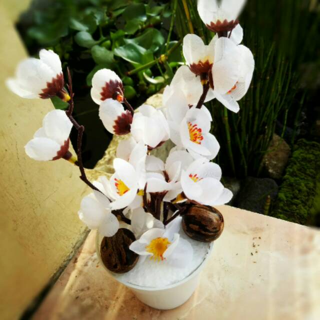 

Bunga mini sakura