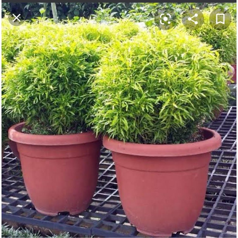 

Bunga Brokoli