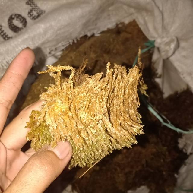 175gr Mos Spagnum moss putih lokal media tanam anggrek