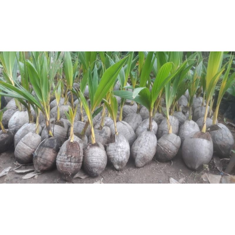 bibit kelapa genjah puyuh / gading hijau