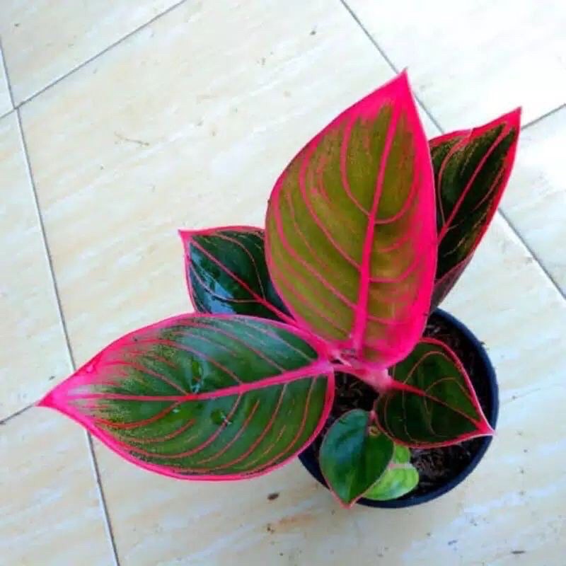 bibit aglonema kanza anakan