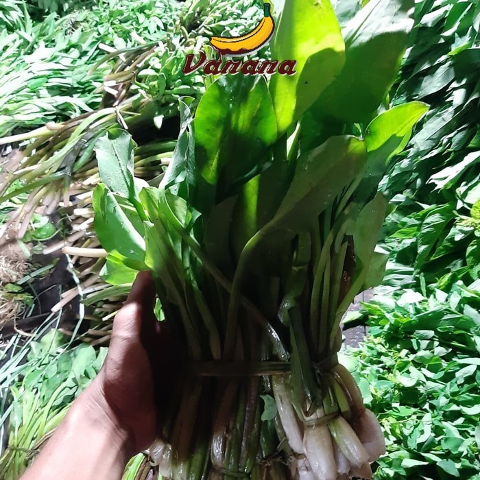 

VANANA Sayur Daun Genjer 1 ikat