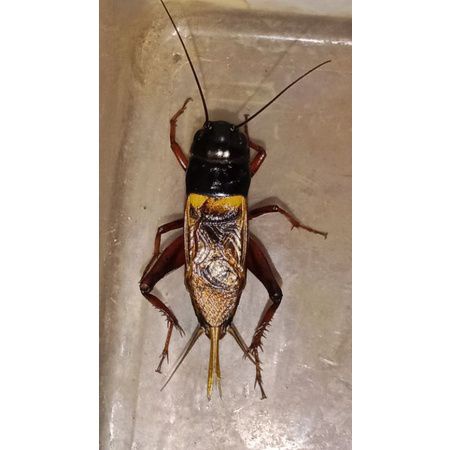 jangkrik kalung aduan