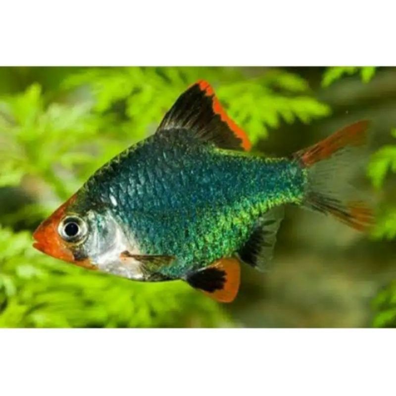 

ikan grenn Sumatra