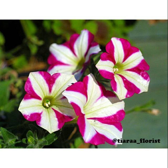 Tanaman Hias Petunia