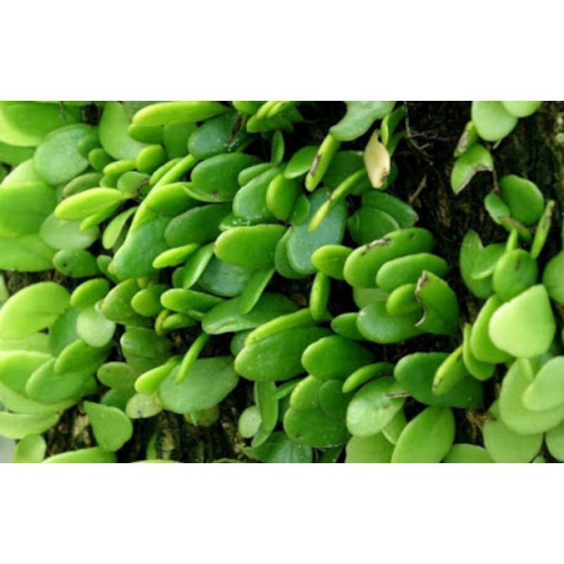 

Jual Daun Picisan Per 1kg / Daun Sisik Naga