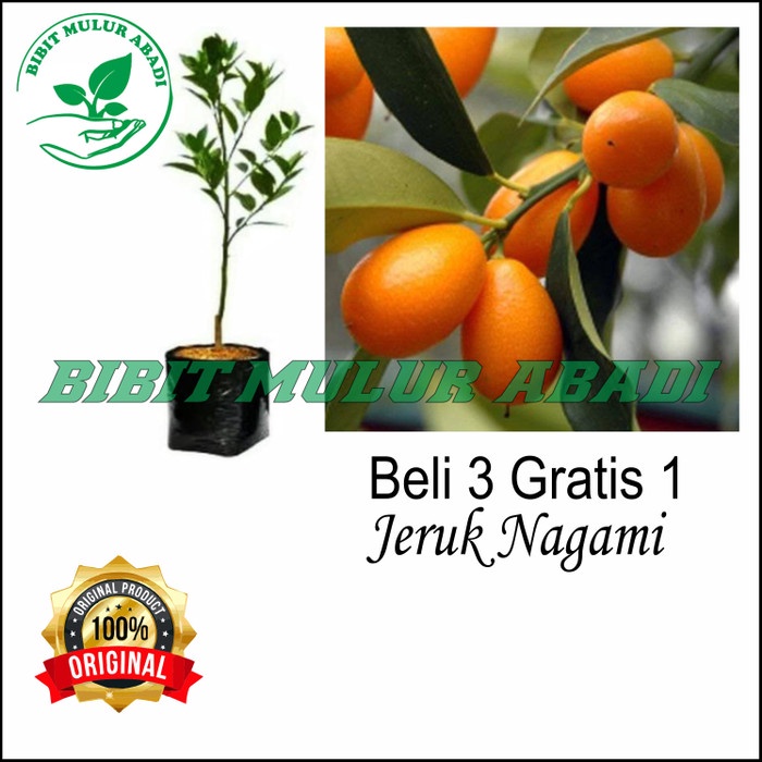 Bibit jeruk nagami super okulasi