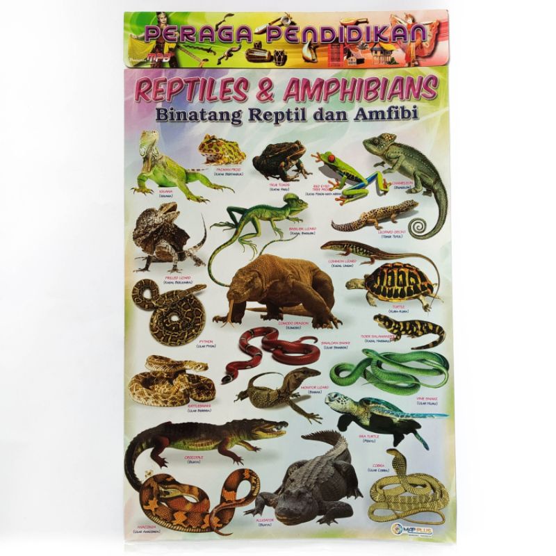 

poster Anak,Poster Reptiles & Amphibians besst seller,mapplus