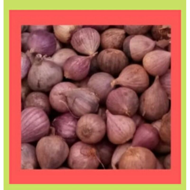 

BAWANG PUTIH TUNGGAL Lanang500gr