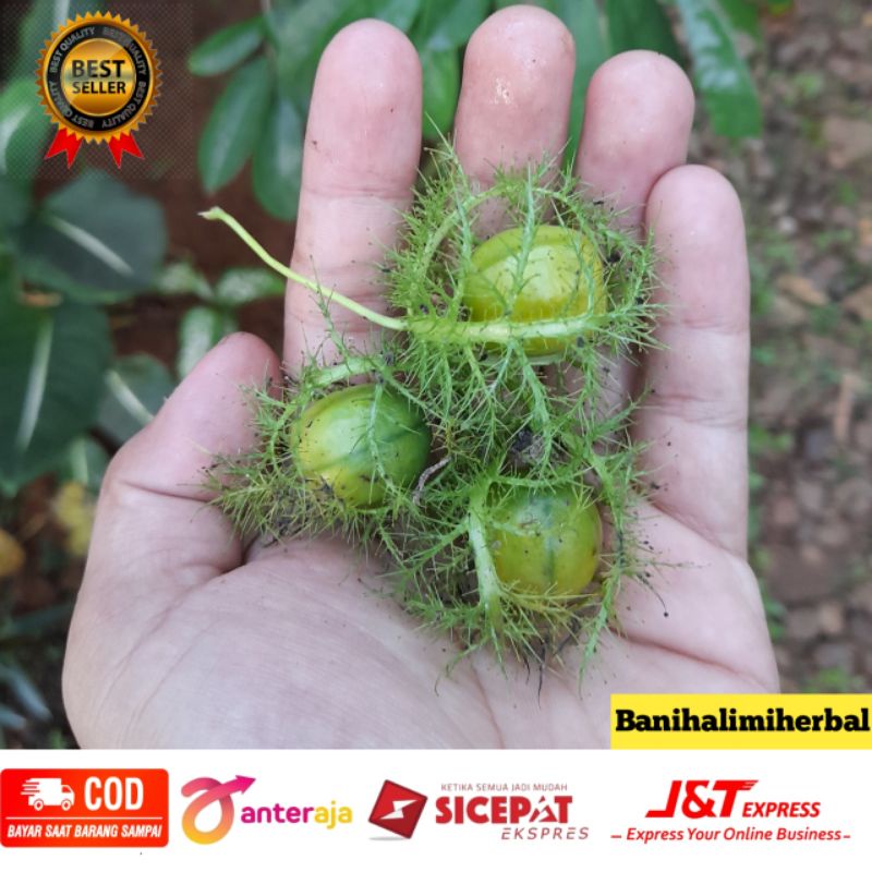 

Buah Permot rambusa mermot ceplukan blungsung kaceprek segar 100 gram