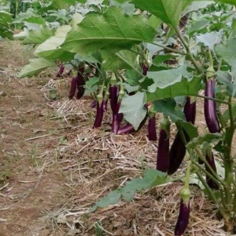 DIARY PETANI - Bibit Terong Ungu Siap Tanam