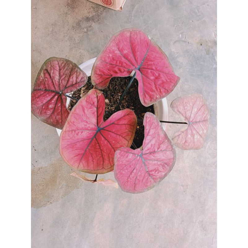 Caladium Red Dragon