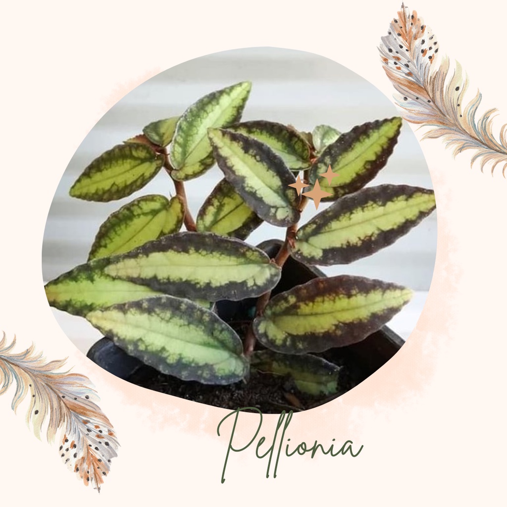 Tanaman Hias Pellionia Bunga Gantung Hias Pellionia Bunga Gantung Pellionia