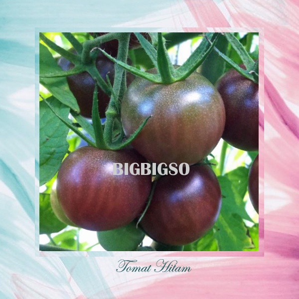 Bibit Tomat Hitam Benih Tanaman Tomat Sayuran Buah Tomat