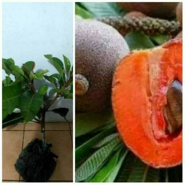 Bibit buah mamey sapote lorito