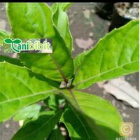 

Daun Senggugu Segar per 1kg - Obat Herbal