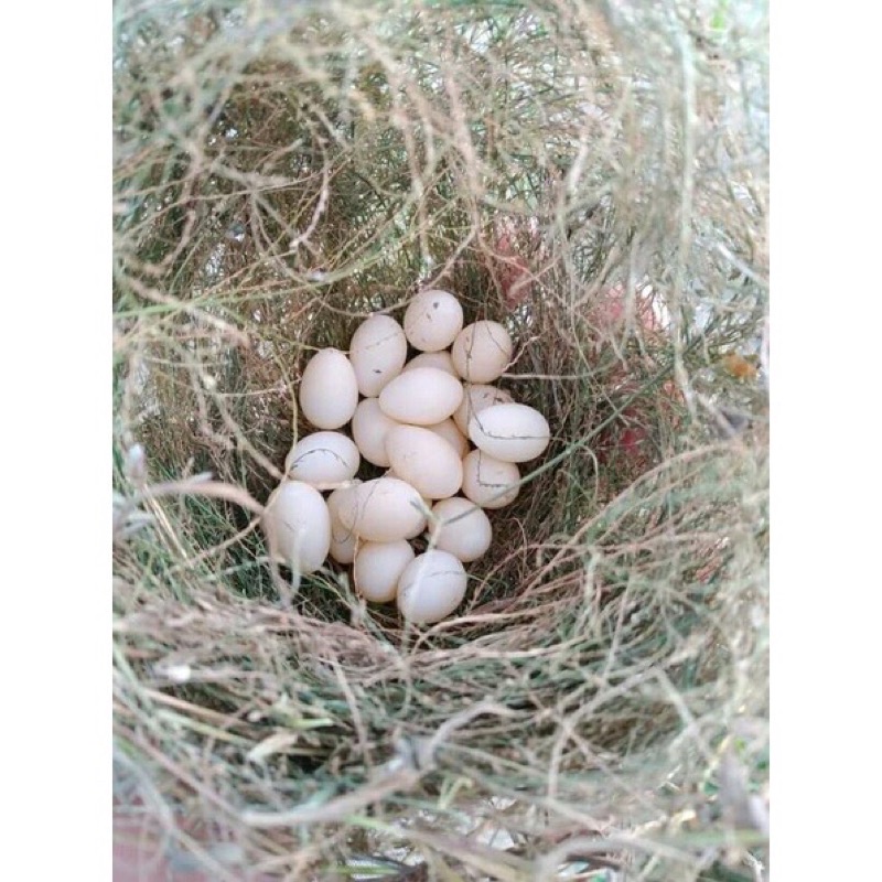 

TELUR BURUNG EMPRIT BURUNG PIPIT