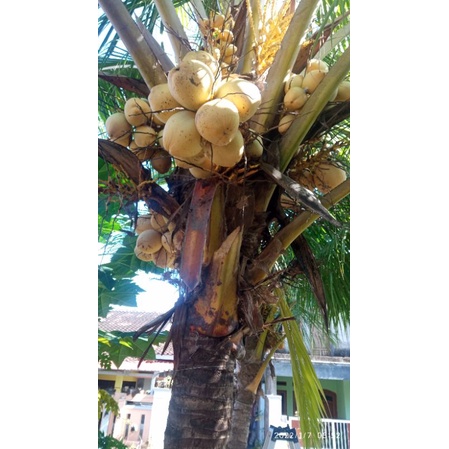 

JUAL BUAH KELAPA GADING MUDA SEGAR TERMURAH