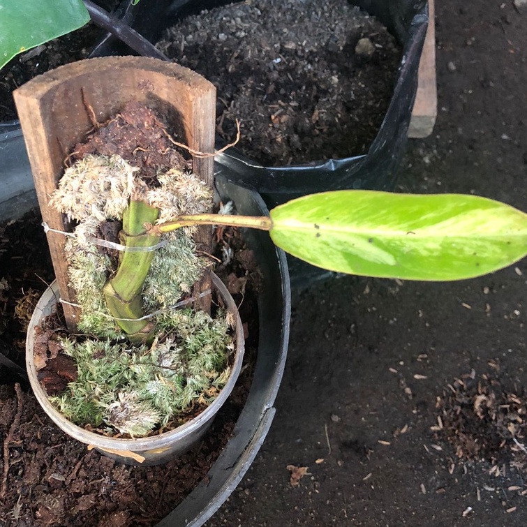 rapidopora eliptifolia varigata rhaphidophora elliptifolia variegata kode 5