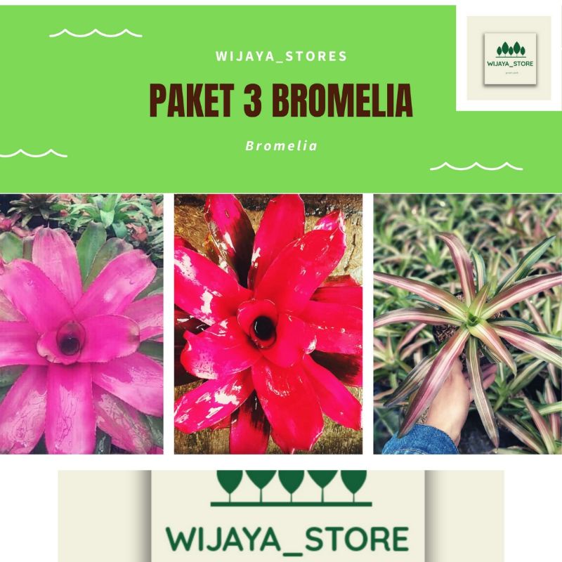 Paket 3 tanaman hias Bromelia pink grass merah tri color
