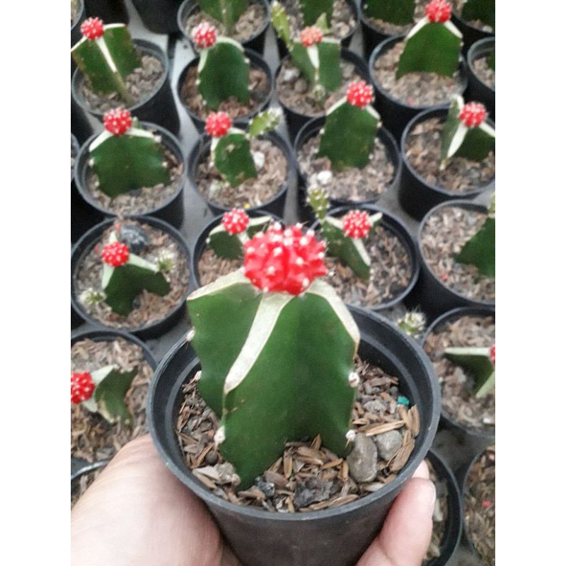 GYMNO RED RUBY LOKAL