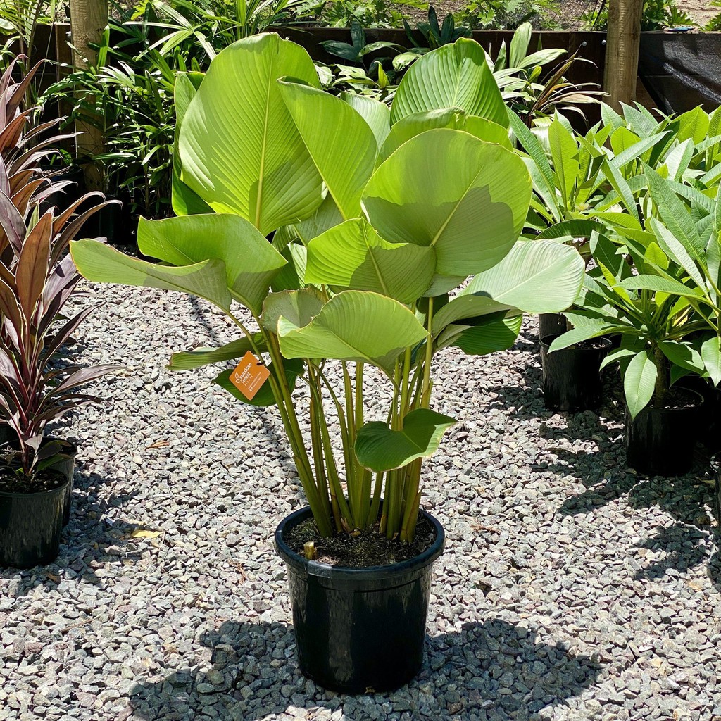 tanaman hias calathea lutea / pisang lutea