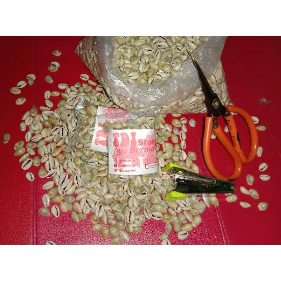 

TERLARIS!!! Biji congklak dari kerang isi 105 biji 83