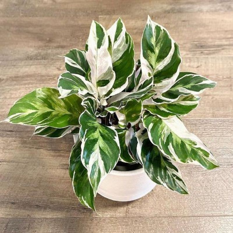 TANAMAN HIAS CALATHEA WHITE FUSION - TANAMAN HIAS INDOOR CALATHEA TISSUE