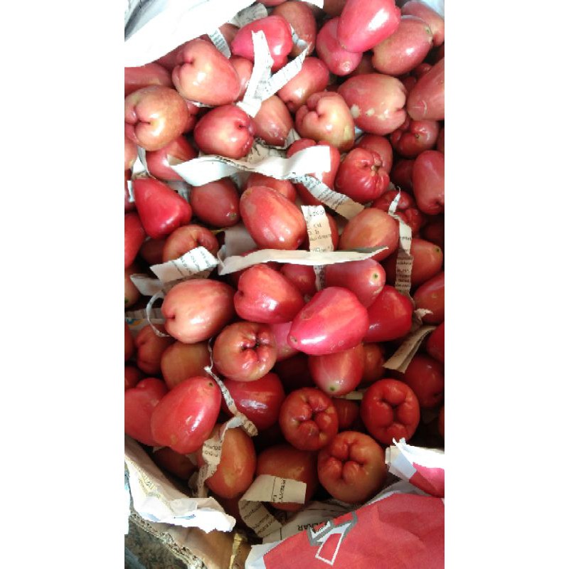 

Jambu lilin/delima
