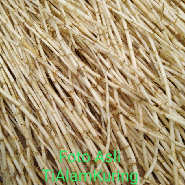

Akar alang alang segar atau ilalang 500gr