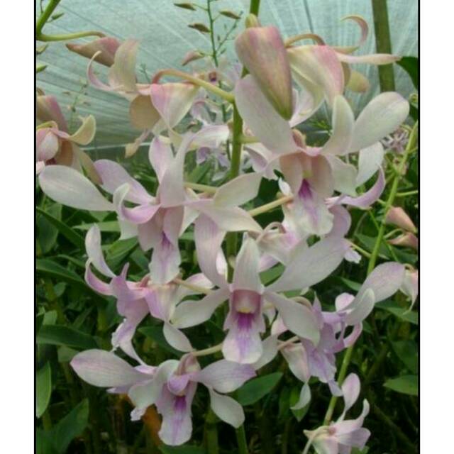 Anggrek Dendrobium Chanel - terlaris