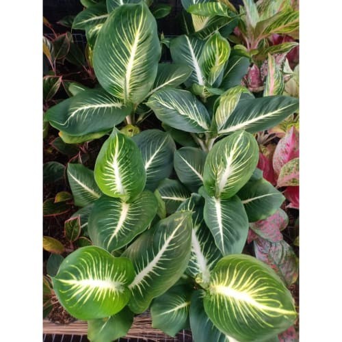 AGLONEMA DIVEN GURITA ASLI TANAMAN HIAS DIFFENBACHIA STERLING TANAMAN DIVEN GURITA ASLI