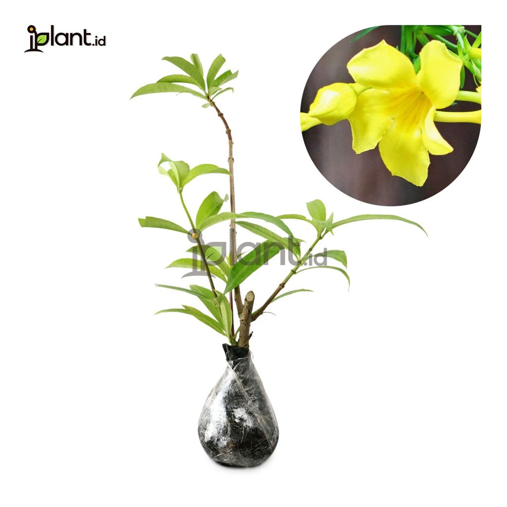 Allamanda Williamsii
