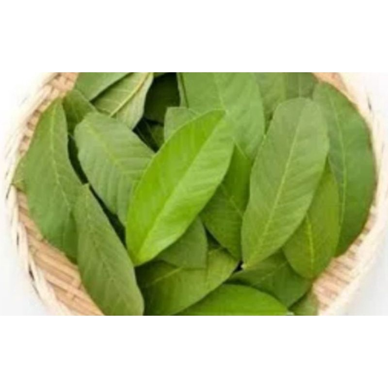 

daun jambu biji herbal 30lembar asli organik (guava)herbal⭐⭐⭐⭐⭐