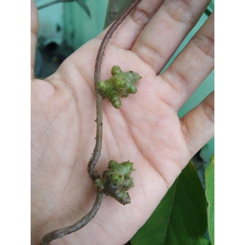 

Umbi binahong