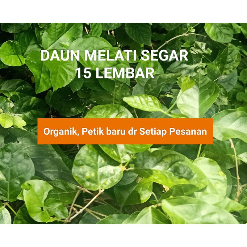 

Daun Melati 15 Lembar
