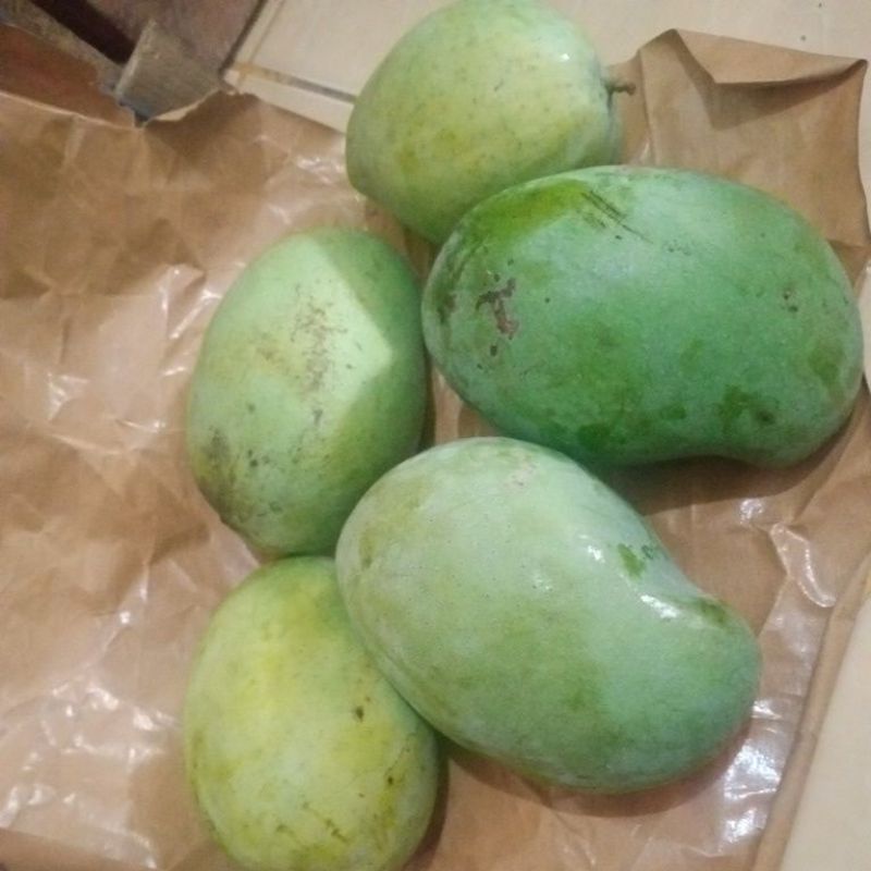 

Mangga Harum Manis dan Mangga Citra