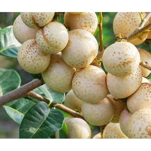 Bibit Tanaman Kelengkeng Aroma Durian