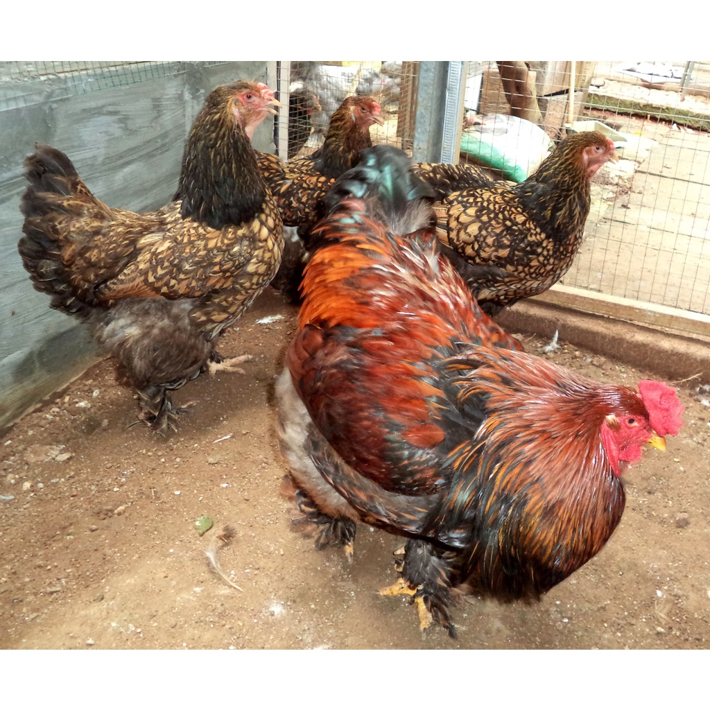 Ayam brahma Gold laced anakan usia 1 bulan real foto & video indukanya