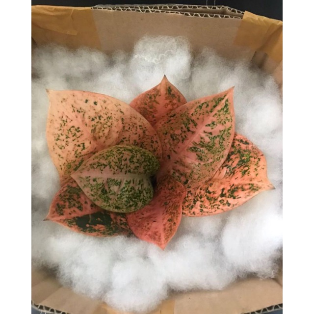 TANAMAN HIAS AGLONEMA BABY STARDUST ORANGE