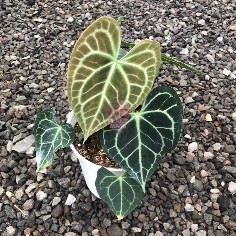 Anthurium Clarinervium | Anthurium Tarantula