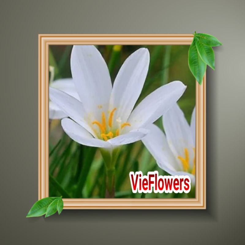 Tanaman hias - bibit Bunga Rain Lily Putih