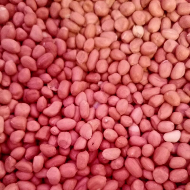 

Kacang Tanah/Kacang Tanah Tuban