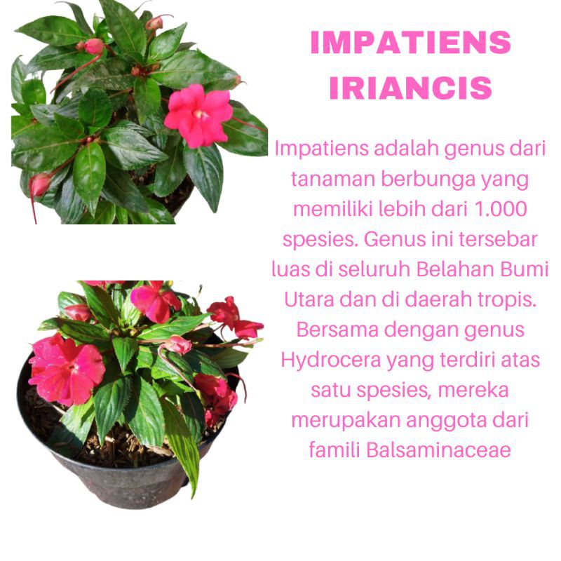 PROMO TANAMAN HIAS BUNGA IMPATIENS IRIANCIS KUALITAS SUPER WARNA RANDOM | MURAH | COD